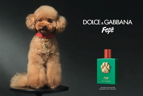 dolce and gabbana dog cologne